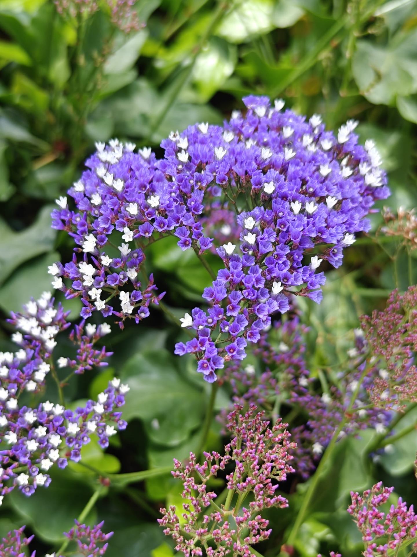 Flores mediterráneas — formación alemana, raíces mediterráneas